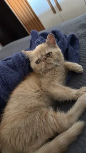 Gato persa