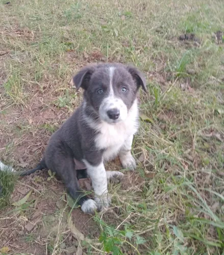 Filhotes de Border Collie