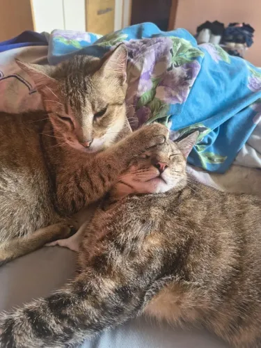 GATOS