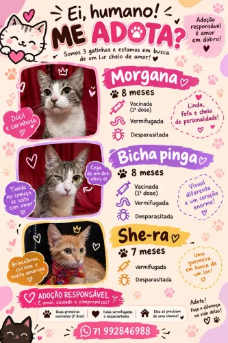 Adoção responsável 3 gatas fêmeas 8 meses