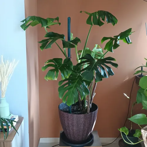 PLANTA COSTELA DE ADÃO 