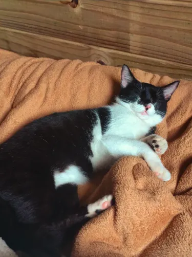 Gatinha para doação