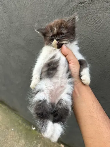 Gato Persa