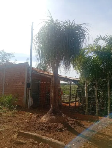 Pata de elefante 3,4 metros 