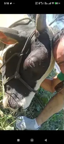Boi manso,já foi montado algumas vezes ,ótimo pra quem  gosta de um anilmal dócil.