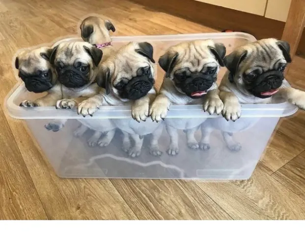 Pug