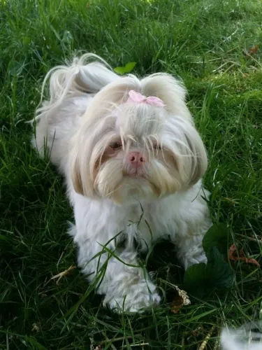 Lhasa Apso