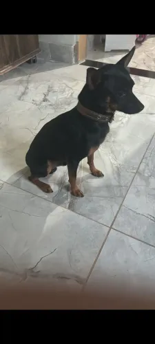 Pinscher macho disponível para cruzar