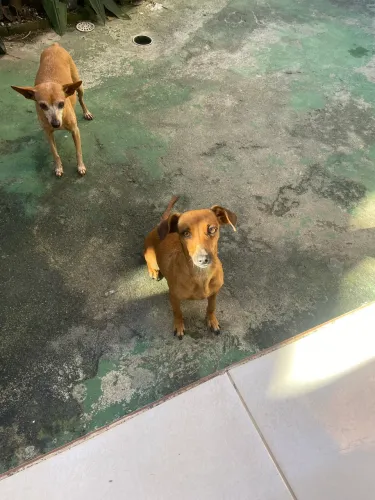 Doa-se Cadela pincher N3 com salsichinha