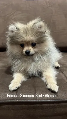 Spitz alemão fêmea