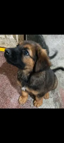 Vendo filhote fila brasileiro com pastor alemão
