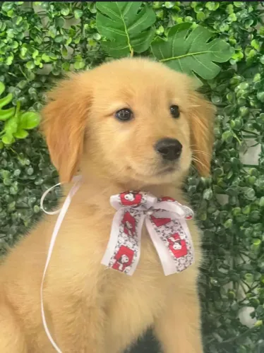 Doação de filhote de golden