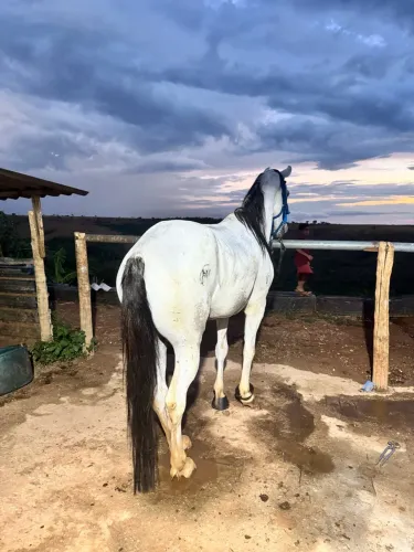 cavalo mangalarga marchador registrado