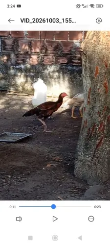 Galinha e frangas de raça