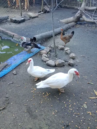 Pata e pato