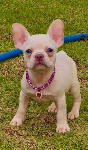Bulldog Francês, Fêmea Platinum, Canil O'malley Bull's