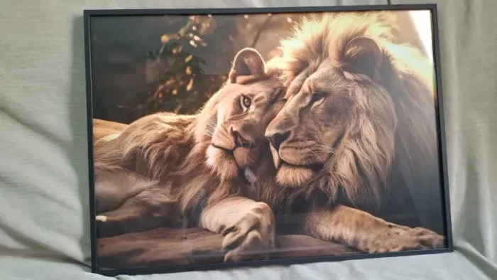 Quadro Decorativo - Casal de Leões - COM VIDRO