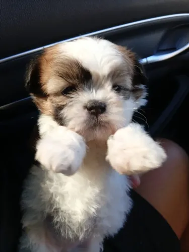 Shihtzu Mini Excelente Padrão.