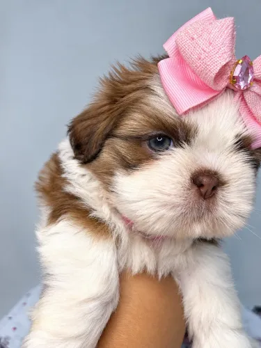 Shih tzu fêmea
