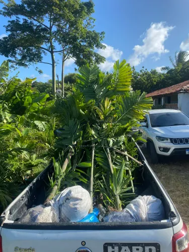Palmeira Pinanga