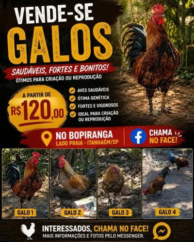 Galos Caipiras para Venda - Itanhaém SP
