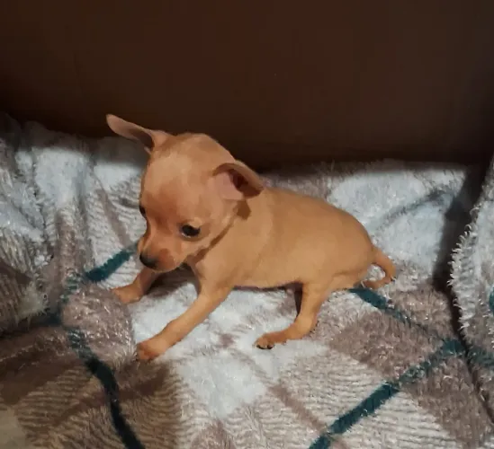 Pinscher Miniatura Machos Zero Minúsculos Perfeito Padrão Da Raça