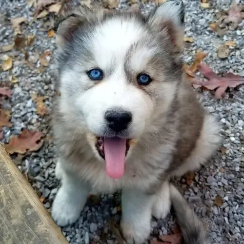 Filhotes de Husky Siberiano | A melhor parte do seu dia