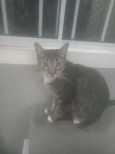 Gato