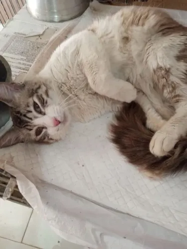 Gatinho lindo extremamente dócil para adoção