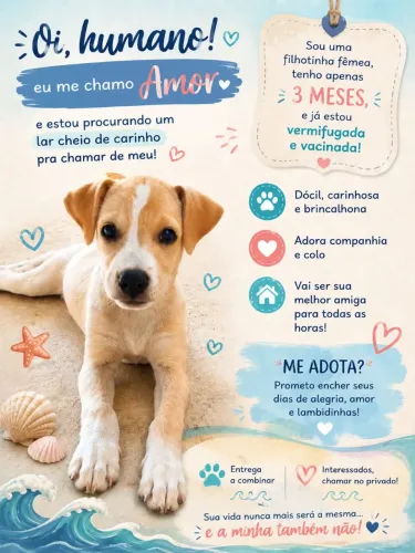 Doação de cachorro de 3 meses