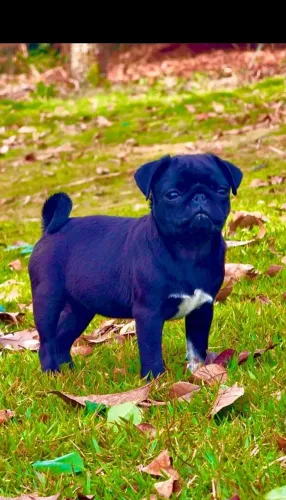 Pug Fêmea, filhote Black, lindíssima, Canil O'malley Bull's