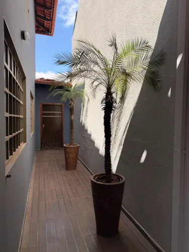 Palmeira Fênix