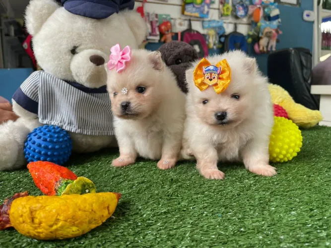 Spitz alemão fêmea com laço