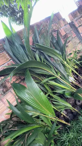 Vendo mudas de côco anão no ponto de vc plantar 