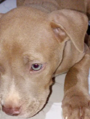 Filhote de Pitbull 