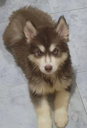 Husky wooly, macho, 3 meses, excelente linhagem