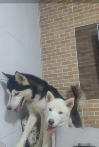 Husky siberiano a venda um casal