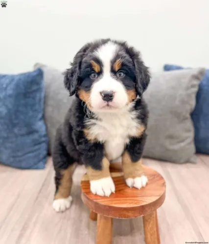 Filhote de cachorro bernese brincalhão ideal para companhia dócil