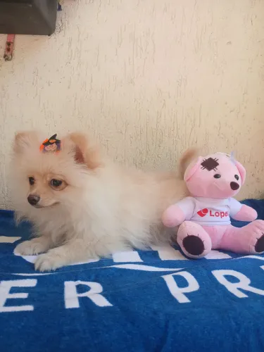 Spitz Alemão fêmea na promoção!!