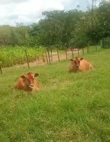 Vaca Jersey P.O. + Bezerra Fêmea | Primeira Cria | Inseminada c/ Sexagem | Campinas-SP