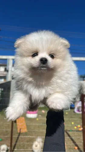 spitz alemão macho