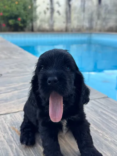    FILHOTES DE COCKER SPANIEL INGLES PRETOS COM PEDIGREE CBKC 