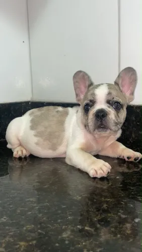 Buldogue francês