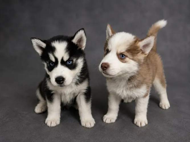 Husky Siberiano Filhote | Pais com Pedigree | Macho e Fêmea