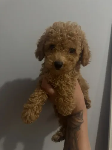 Filhote Poodle Toy Red legítimo com