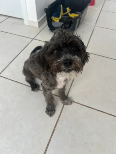 Shihtzu 5 meses 