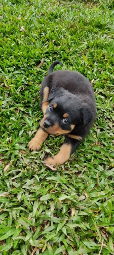 Filhotes de rottweiler fêmeas 