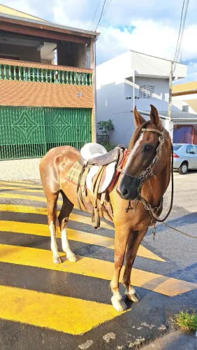 Sela australiana copa de marcha