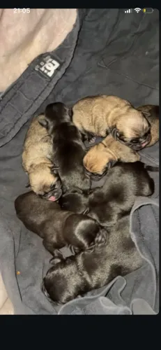Filhotes de pugs disponíveis