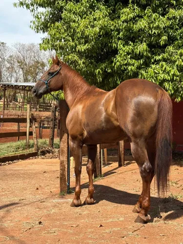 Quarto de milha - Team penning
